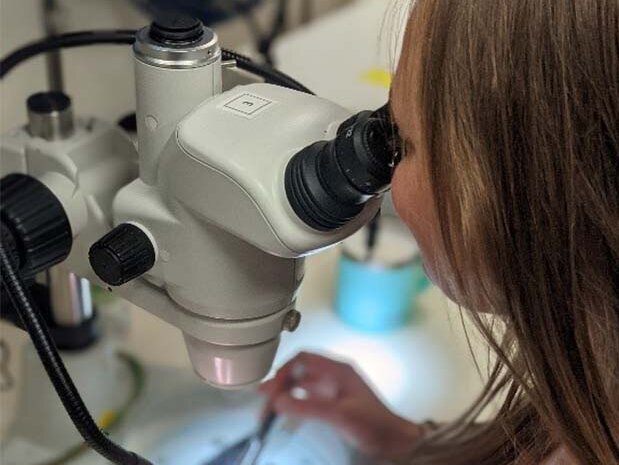 Sabrina Duncan identifies mesopelagic fish, before extracting tissue. Sabrina Duncan identifies mesopelagic fish, before extracting tissue.