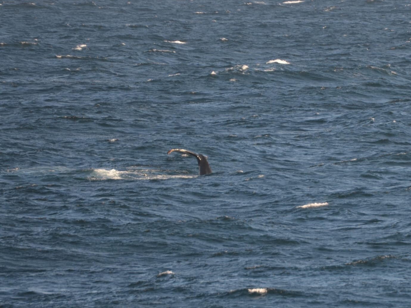 Die Seitenflosse eines Buckelwals taucht aus dem Wasser auf.