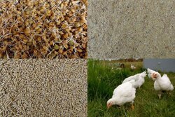 Hühnermast Futterstruktur