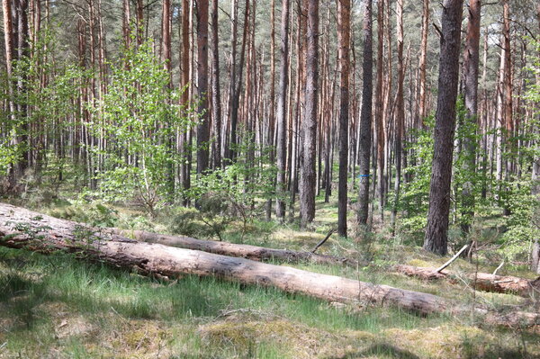 Picture of a deadwood trunk.