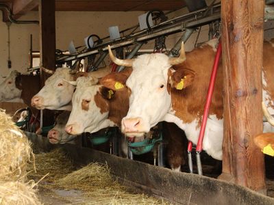 Rinder in Anbindehaltung in einem bayerischen Stall.