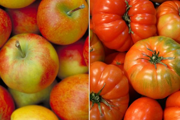 Ein zweigeteiltes Bild: links Äpfel und rechts Tomaten