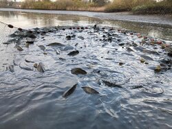 Organic-aquaculture in Germany - an everlasting niche?