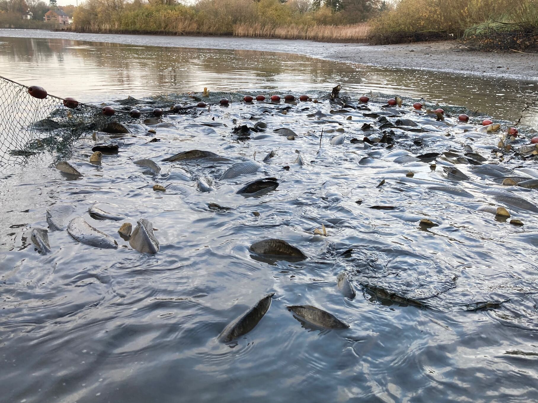 In einer Teichwirtschaft werden Karpfen abgefischt.