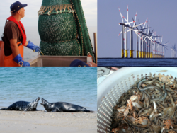 Wissenschaftliche Beratung zur Unterstützung der Gemeinsamen Fischereipolitik