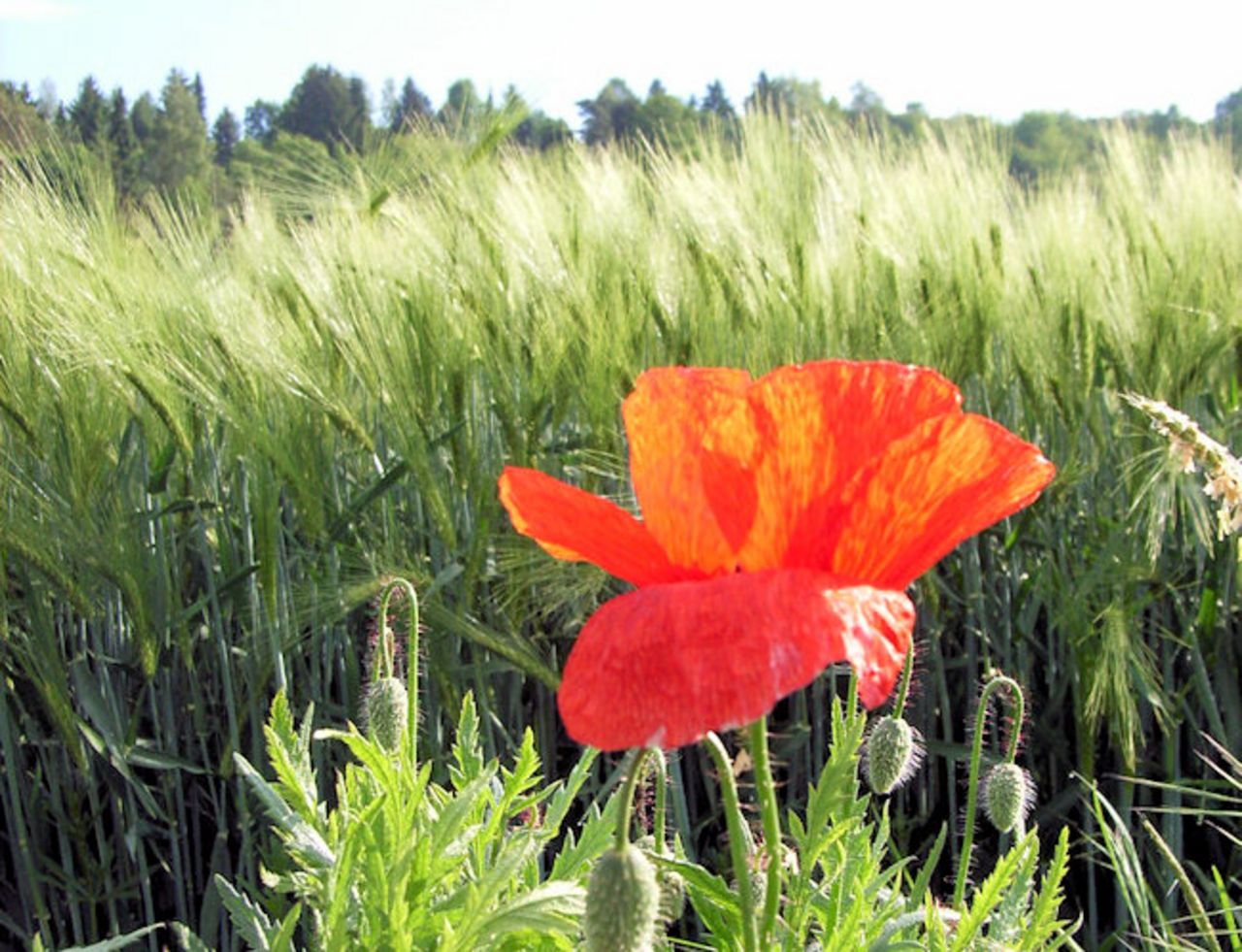Poppy flower in front of a grainfield