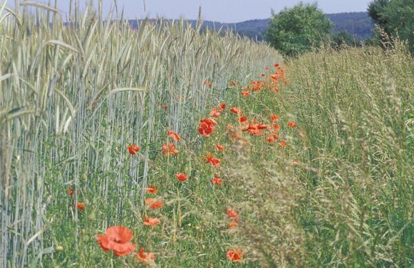 Der Ökolandbau bietet zahlreiche Umweltleistungen wie die Förderung der biologischen Vielfalt.