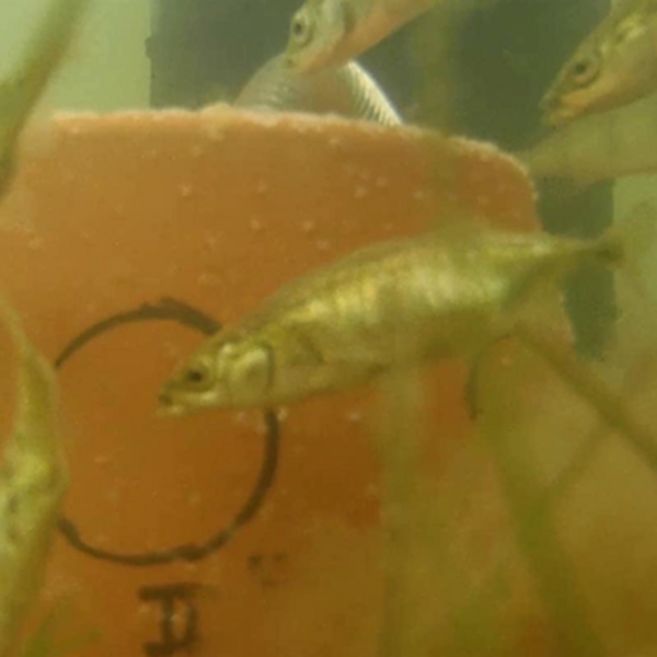 Unterwasseraufnahme von Stichlingen, die Heringseier von künstlich belaichten Strukturen abfressen.