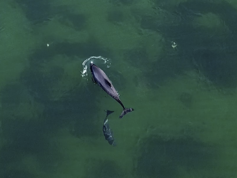 A picture taken from above of two porpoises swimming in the sea.