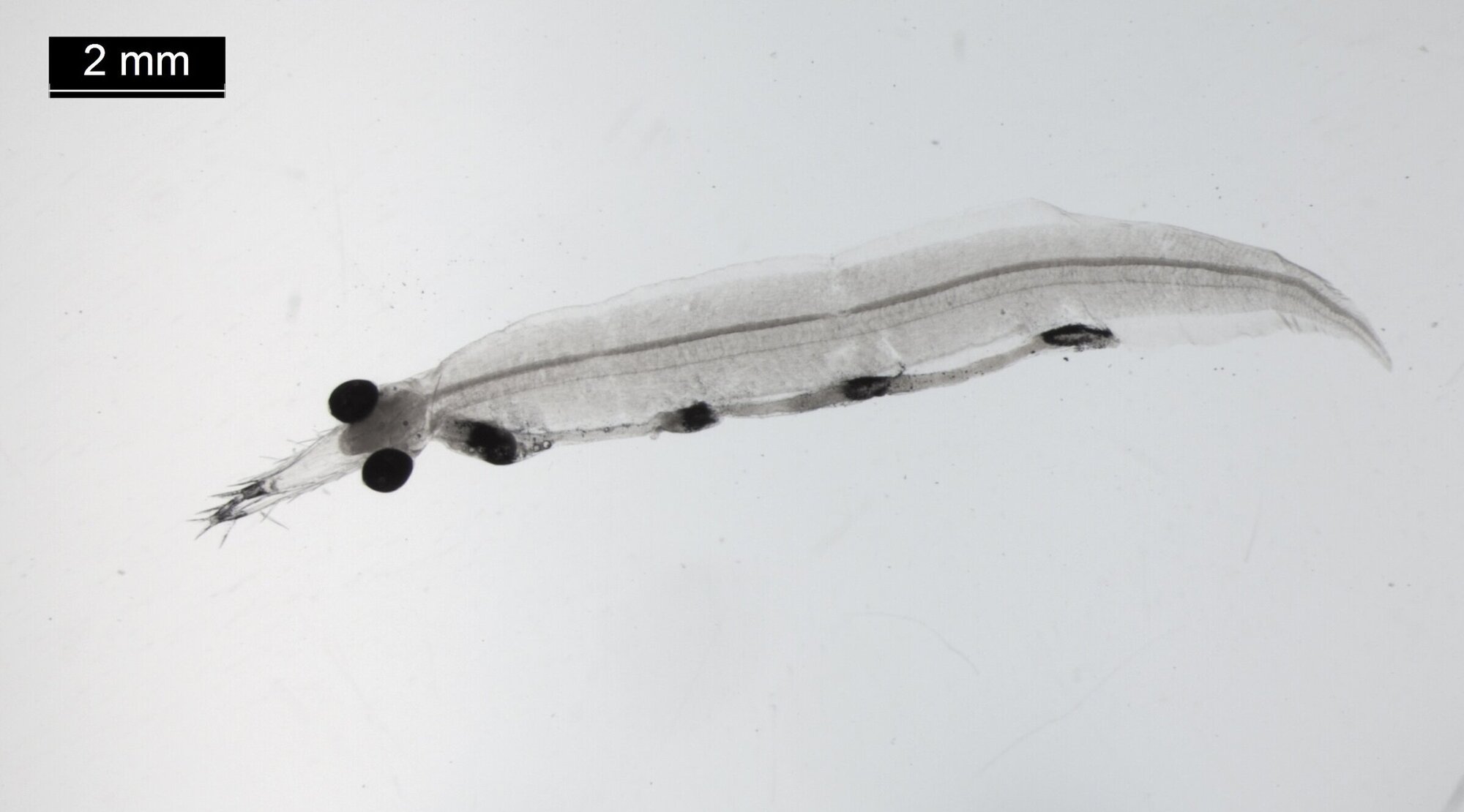 Nahaufnahme einer Larve von Leptocephalus holti.