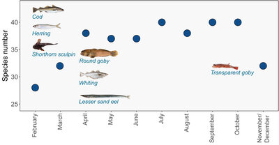 Species number of coastal fish at the coast of Schleswig-Holstein (Baltic Sea) in the annual cycle of 2021 exemplarily displaying the occurrence of typical coastal fish species.