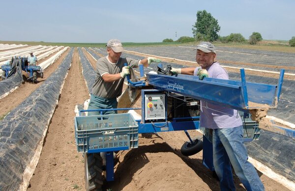 Zwei Personen bei der Spargelernte mit einem Handwagen, der über die Hügel gefahren wird