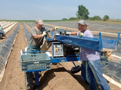 Zwei Personen bei der Spargelernte mit einem Handwagen, der über die Hügel gefahren wird