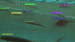 Alternative Fangkonzepte