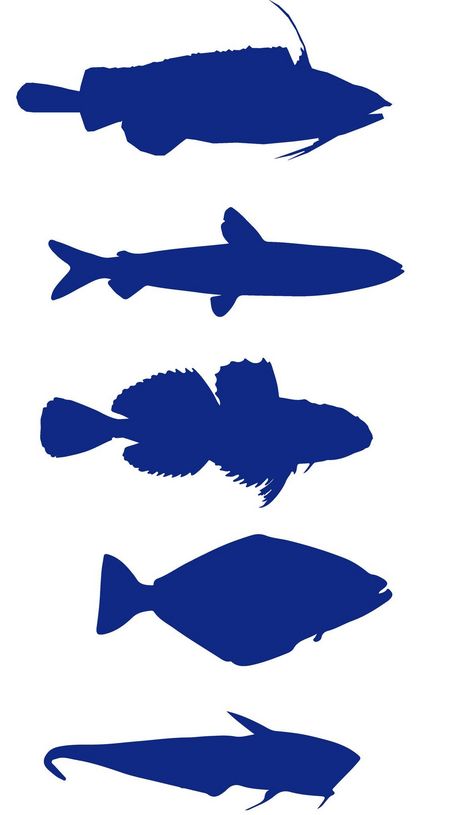 Umrisszeichnungen verschiedener Tierseefische