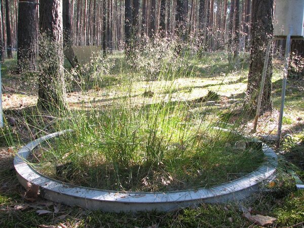 Mit Drahtschmiele bewachsenes wägbares Lysimeter