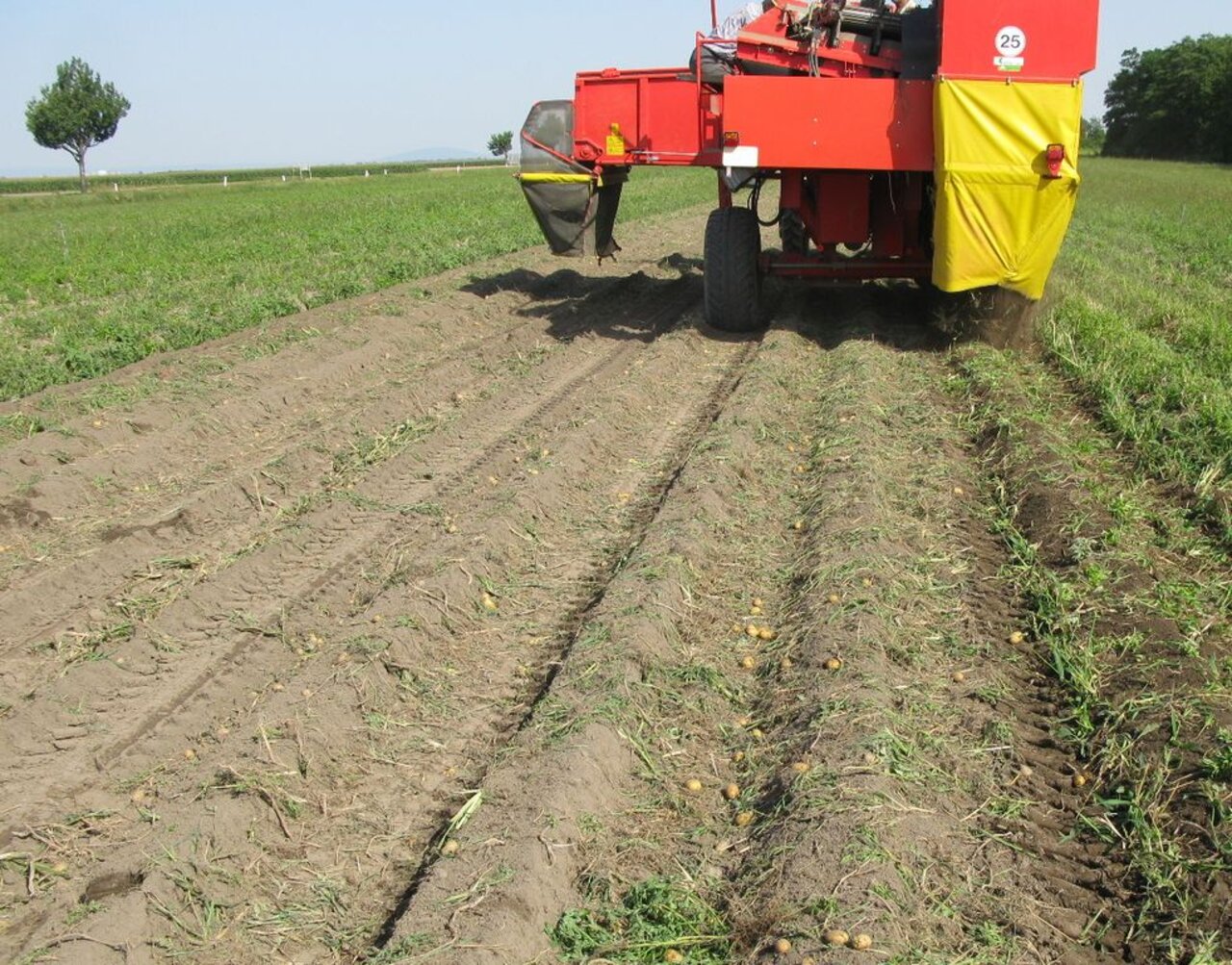 Kartoffelroder bei der Ernte