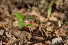 Close-up picture of a small, one-year old sessile oak seedling in an oak forest in Brandenburg, Germany