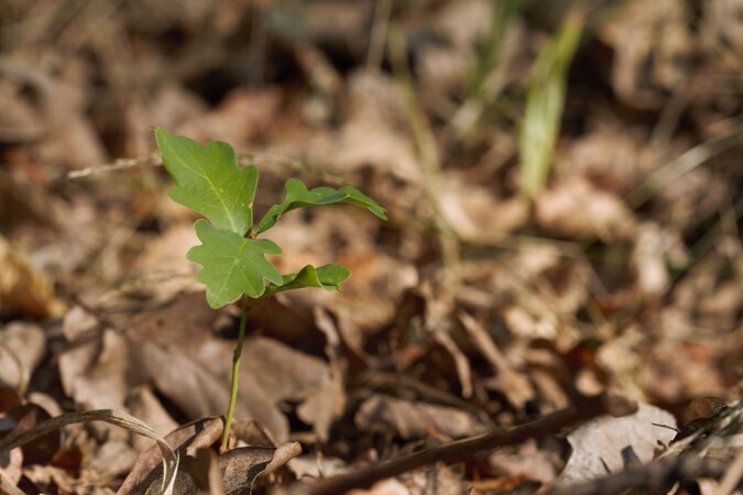 Close-up picture of a small, one-year old sessile oak seedling in an oak forest in Brandenburg, Germany