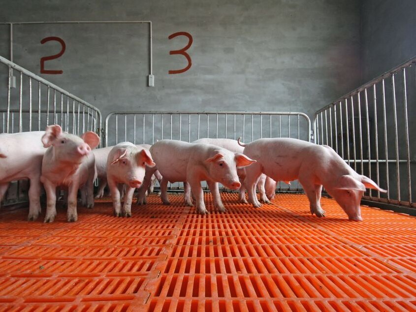 Ferkel in einem Stall