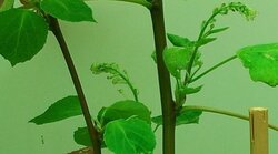 Frühe Blüte für Biosicherheit und Forstpflanzenzüchtung