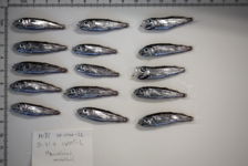 Fünfzehn kleine mesopelagische Fische (Lachsheringe, Maurolicus muelleri) liegen in drei Reihen auf einem weißen Messbrett. Die Fische sollen auf das Vorkommen vvon Mikroplastikpartikeln untersucht werden..