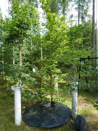 Wägbares Lysimeter mit kleinen Buchen und mit Abdeckung für einen Austrocknungsversuch

