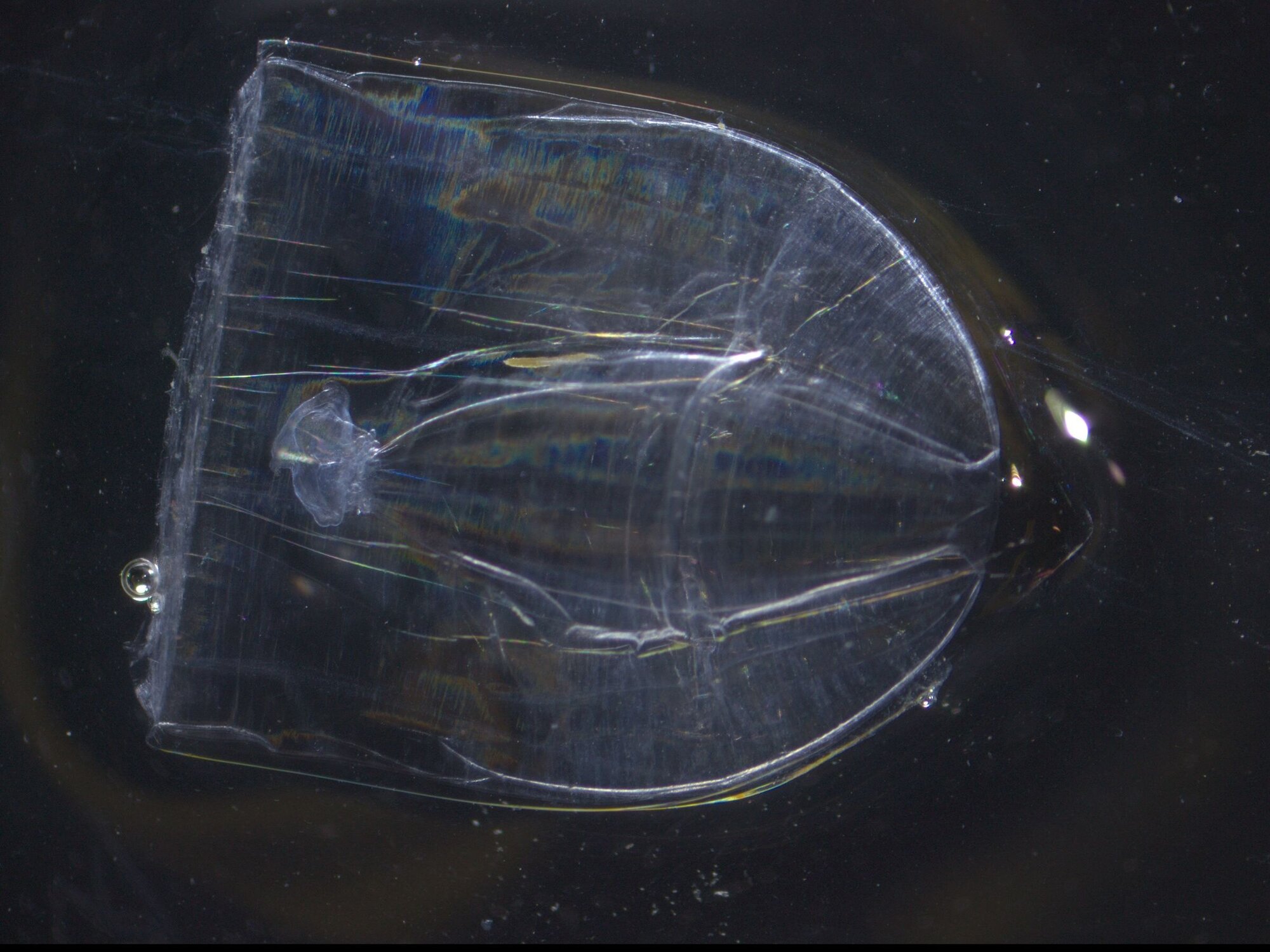 Die Qualle Atlanta digitale.