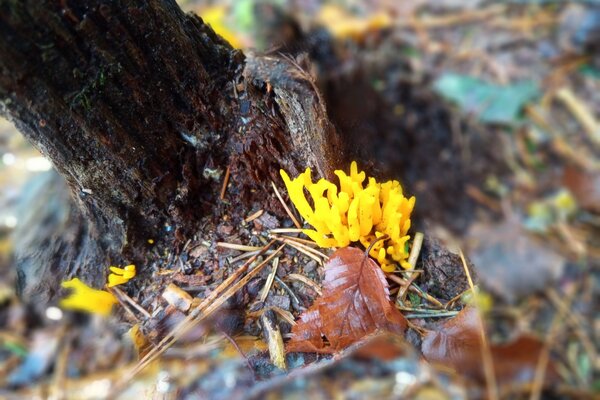 Detailed view Ramaria aurea Detailed view Ramaria aurea