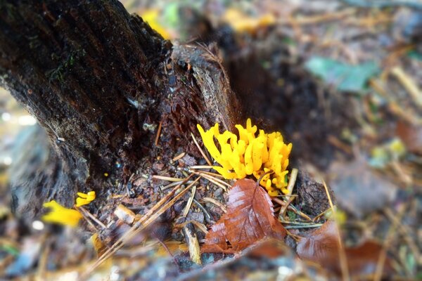 Detailaufnahme Goldgelber Ziegenbart