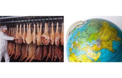 Exportchancen von Tierwohl-Fleisch aus Deutschland