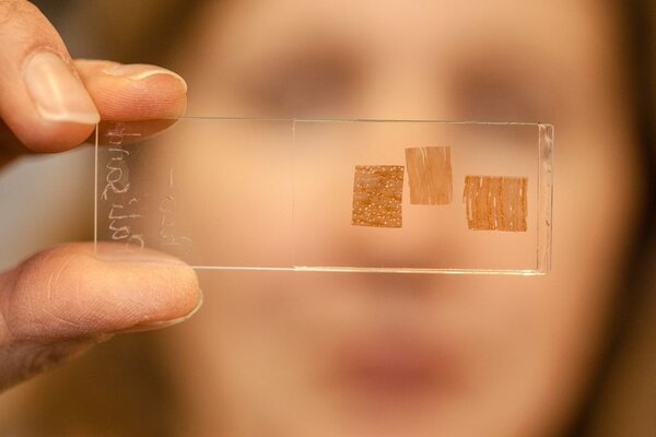 Eine Mitarbeiterin schaut sich eine Glasplatte mit drei verschiedenen Holzproben an.