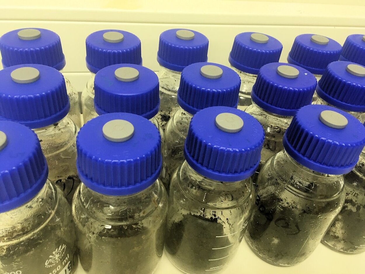 Wurzelproben in Laborgefäßen