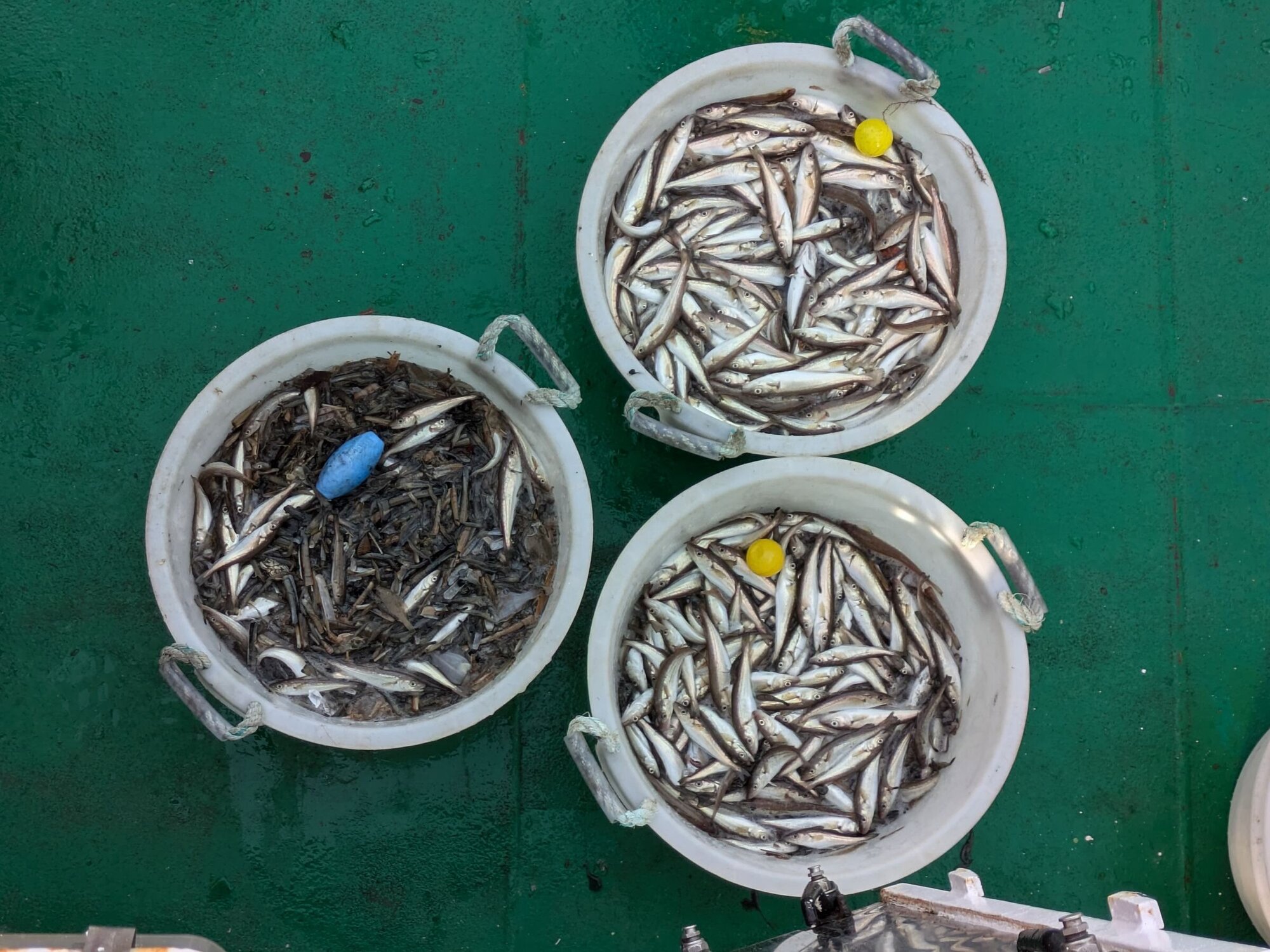 Fangvergleich Gitter (blaue Kugel) und Siebnetz (gelbe Kugeln) Drei Eimer mit Fischen mit unterschiedlichen farbigen Markierungen um den Fang zu vergleichen