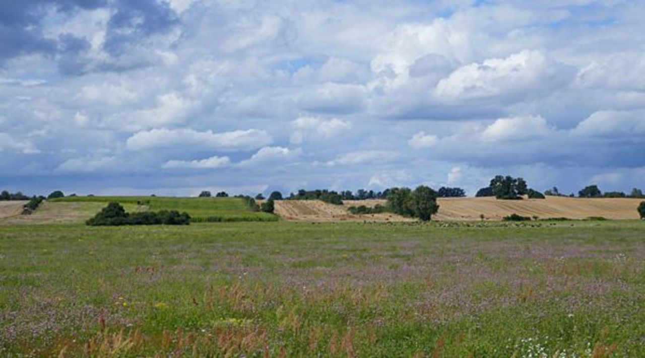 Diverse agricultural landscape near Carwitz with fallow land, maize field, harvested grain field, sheep, hedges and trees.