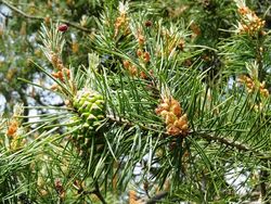 Adaptibility and growth under climate change of provenances of Scots pine