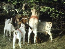 The goat as gardener - biotope maintenance with goats
