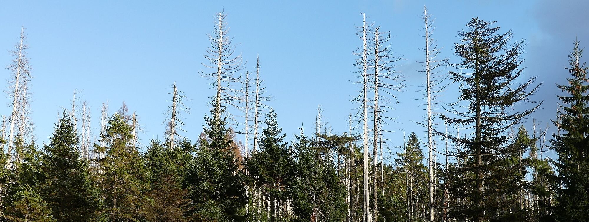 Ein Wald mit gelbbraunen Heidelbeersträuchern und abgestorbene Fichten, die über grüne Nadelbäume ragen.