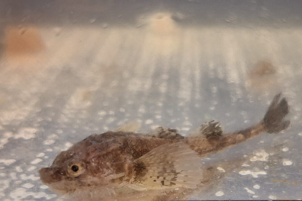 Steinpicker Im Wasser schwimmt ein kleiner Fisch, der Ähnlichkeiten mit einem kleinen Drachen hat.