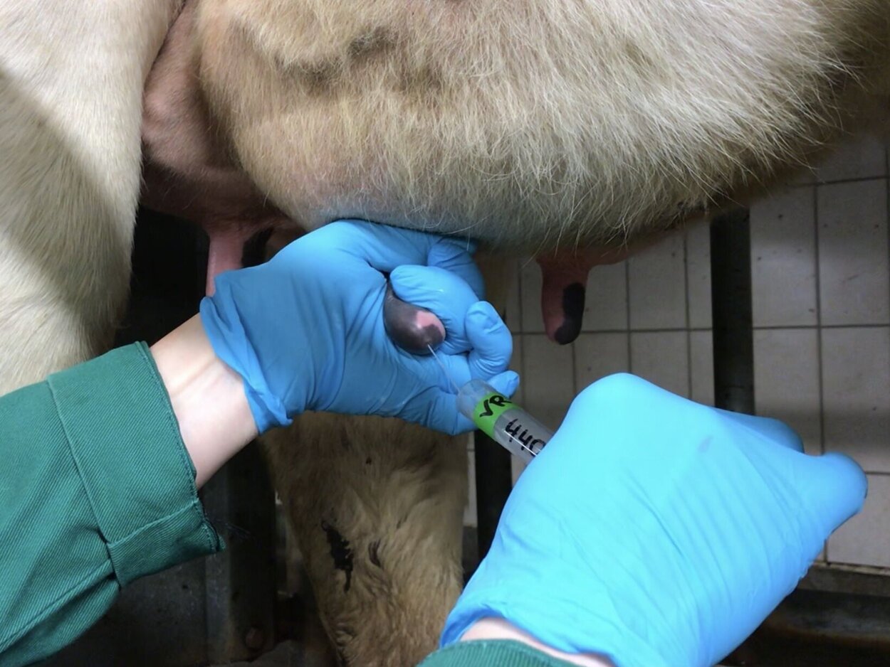 Probennahme am Euter einer Kuh