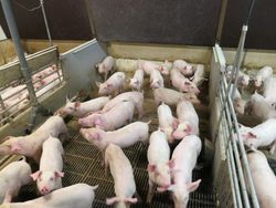 agri benchmark Pig