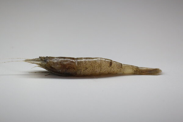 Eine schmale graue Garnele auf einem grauen Hintergrund