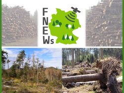 Fernerkundungsbasiertes Nationales Erfassungssystem Waldschäden
