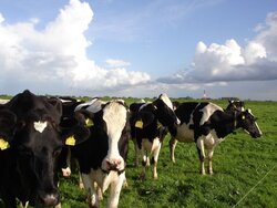 Organic cattle farming