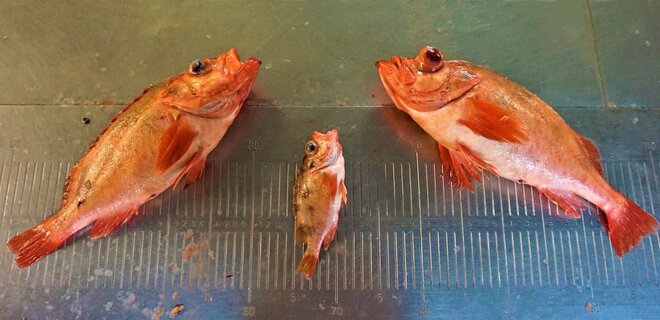 What kind of redfish is it? three different redfish species