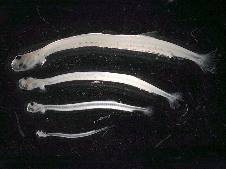 A close-up view of four herring larvae at different stages of development.