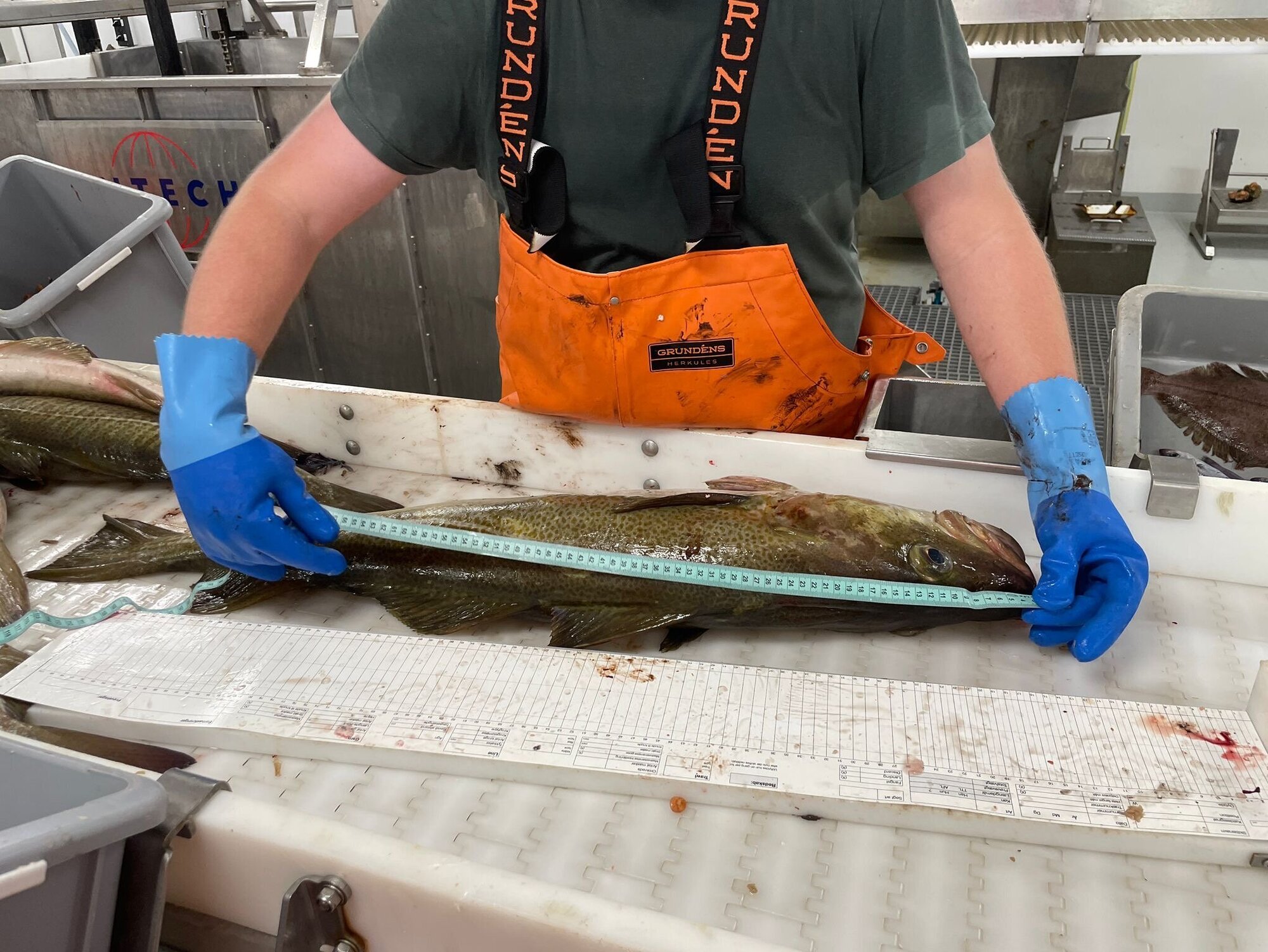 Eine Person misst die Länge eines Kabeljaus.