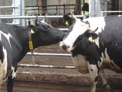 Do adult cows profit when dam reared as calf?