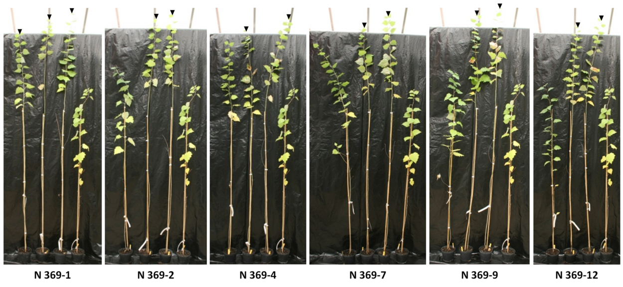 PCBER1-Knockdown in Pappeln
