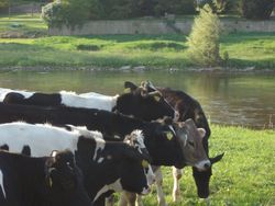 Räumlich differenzierte Analysen zum landwirtschaftlichen Gewässerschutz in der Flussgebietseinheit Weser